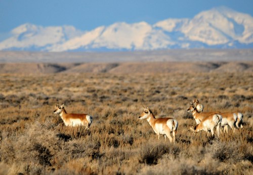 A group of pronghorn antelope grazing in a vast, open landscape with snow-capped mountains in the background.