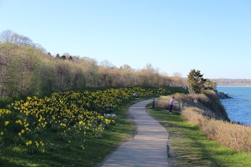 A scenic path lined with yellow flowers, leading to a waterfront with a person standing by a fence.