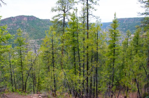 Lush green pine trees in a mountainous landscape, with distant hills and a cloudy sky.