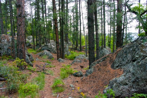 A serene forest scene with tall pine trees, rocky outcrops, and a carpet of pine needles on the ground.