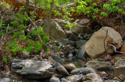 A serene forest scene featuring a small stream flowing over rocks, surrounded by lush greenery and fallen logs.