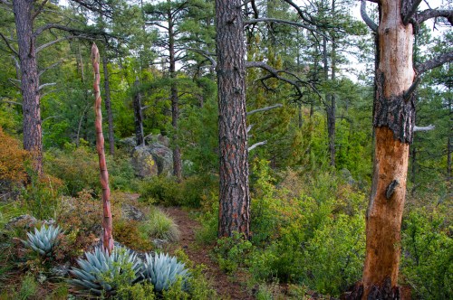 A lush forest scene with tall trees, green foliage, and a prominent agave plant in the foreground.