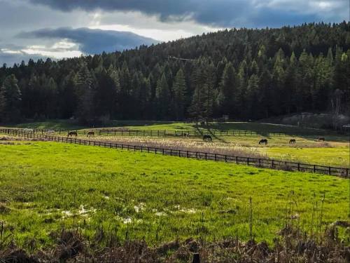 A lush green field with grazing horses, surrounded by dense forests and a cloudy sky in the background.