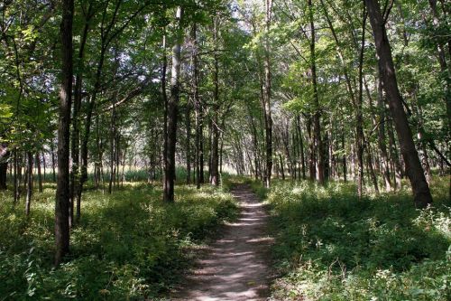 A serene forest path surrounded by tall trees and lush greenery, inviting exploration and tranquility.