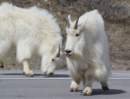Two white mountain goats on a road, one grazing while the other walks towards the camera.