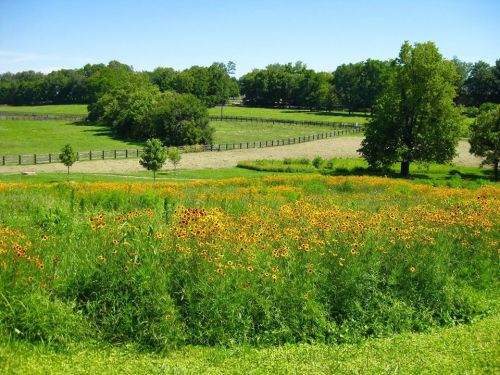 A vibrant field of yellow flowers in the foreground, with lush green trees and a fenced pasture in the background.