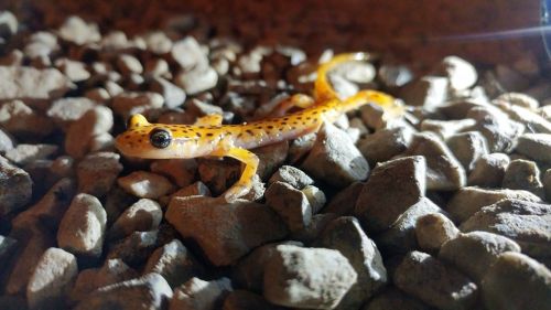 A yellow-orange salamander with black spots resting on a bed of small gray rocks in low light.