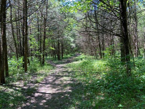 A narrow dirt path winding through a lush green forest with tall trees and sunlight filtering through the leaves.