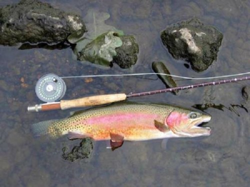 A rainbow trout lies in shallow water next to a fishing rod and reel, with rocks visible in the background.
