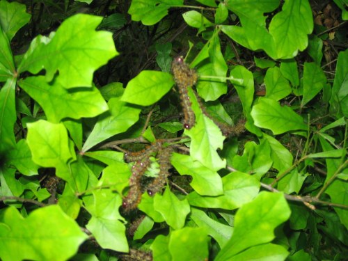Caterpillars camouflaged among green leaves in a dense foliage setting.