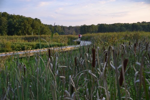A serene wetland scene with tall grasses and a wooden path leading through lush greenery under a soft sunset sky.