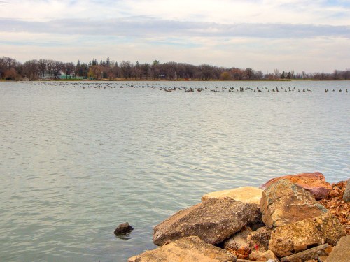 A serene lake scene with a rocky shore and a flock of birds swimming in the water under a cloudy sky.