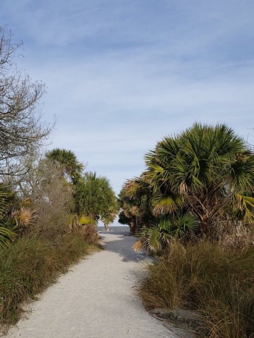 A sandy path lined with palm trees leads to a beach under a blue sky.