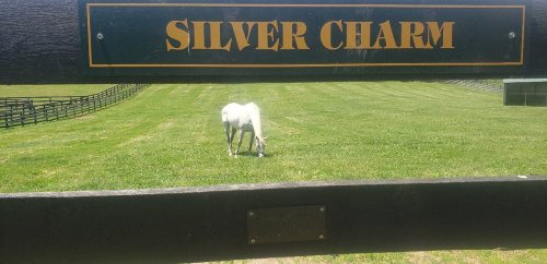 A white horse grazes in a green field, framed by a wooden fence with a sign reading "Silver Charm."