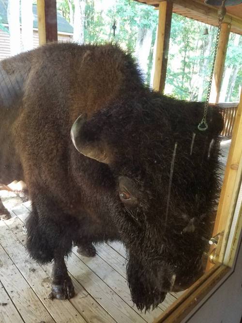 A large bison stands close to a glass door, with a wooden deck and trees visible in the background.