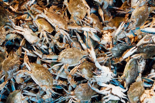 A close-up of a large pile of crabs, showcasing their shells and claws in a vibrant, busy arrangement.