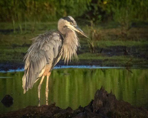 A great blue heron stands by a serene wetland, feathers ruffled, reflecting in the calm water.