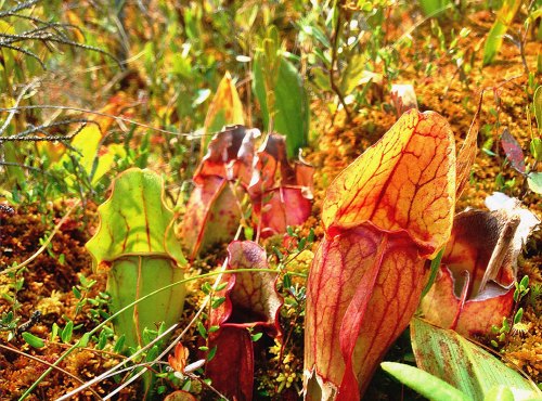 Colorful pitcher plants in a lush, green environment, surrounded by moss and other vegetation.