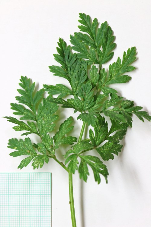 A green leaf with finely divided leaflets, next to a small grid paper for scale.