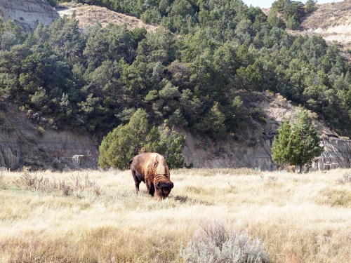 A bison grazes in a grassy field surrounded by trees and hills.