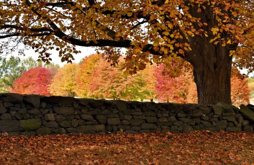 A large tree with vibrant autumn leaves stands beside a stone wall, surrounded by colorful fall foliage.