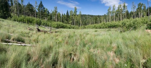 A lush green meadow surrounded by trees under a clear blue sky, with fallen logs scattered throughout the grass.