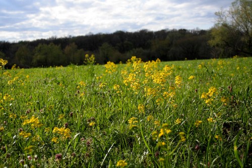 A vibrant field of yellow wildflowers amidst lush green grass under a cloudy sky.
