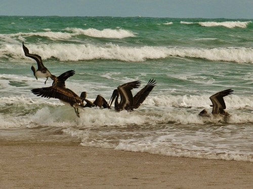 A group of pelicans flying and diving into the ocean waves on a sandy beach.
