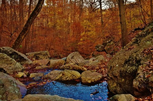 A serene stream flows over rocks, surrounded by vibrant autumn foliage in a tranquil forest setting.