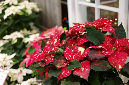 Vibrant red and green poinsettia flowers in a festive setting, with blurred white flowers and holiday lights in the background.