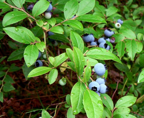 A close-up of blueberry plants with green leaves and ripe blue berries, some glistening with water droplets.