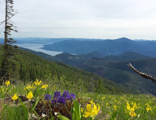 A scenic mountain view with yellow and purple wildflowers in the foreground, overlooking a lake and distant mountains.
