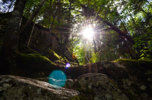 Sunlight filters through lush green trees, casting a warm glow over moss-covered rocks in a serene forest setting.
