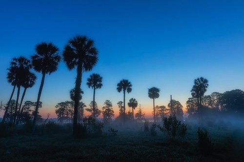Silhouetted palm trees against a misty dawn sky, with hues of blue and orange illuminating the horizon.
