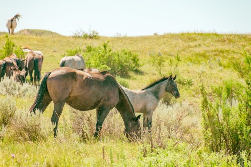 A group of horses grazing in a grassy field with shrubs under a clear blue sky.