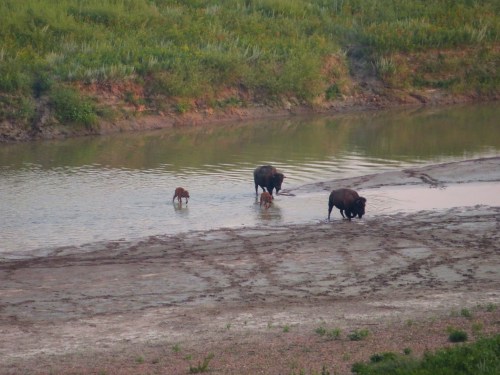 A group of bison wading in shallow water near a riverbank, surrounded by green grass and a natural landscape.