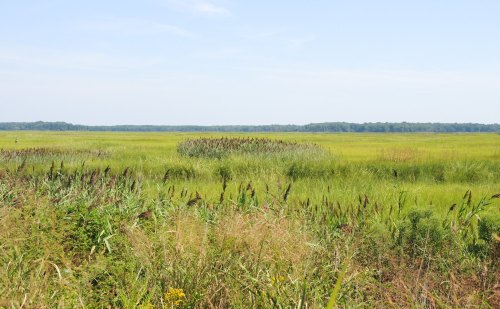 A lush, green wetland with tall grasses and reeds under a clear blue sky, stretching into the distance.