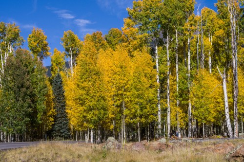 Vibrant autumn trees with golden leaves beside a road under a clear blue sky.
