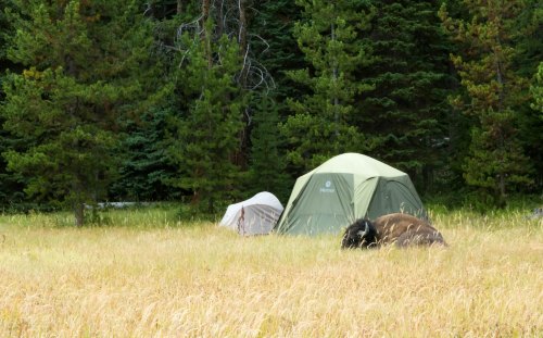 A bear grazes near two tents in a grassy area surrounded by trees.
