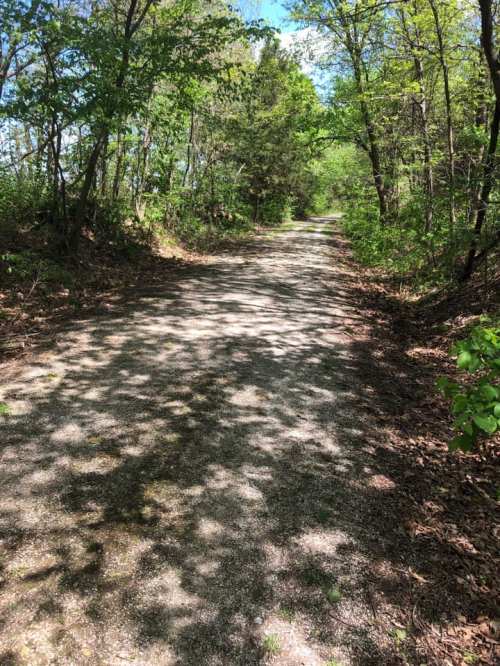 A gravel path winding through a lush, green forest with dappled sunlight filtering through the trees.
