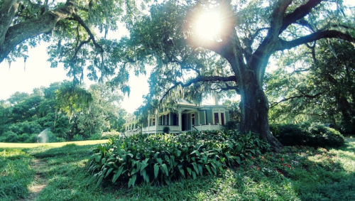 A sunlit historic house surrounded by lush greenery and large trees, with Spanish moss hanging from the branches.