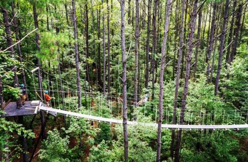 A suspension bridge connects two platforms high among tall trees in a lush green forest.