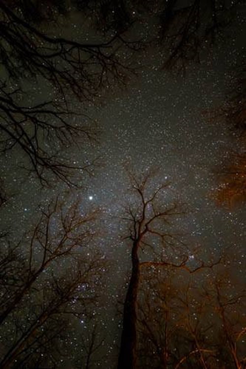 A starry night sky viewed through bare tree branches, creating a serene and enchanting atmosphere.