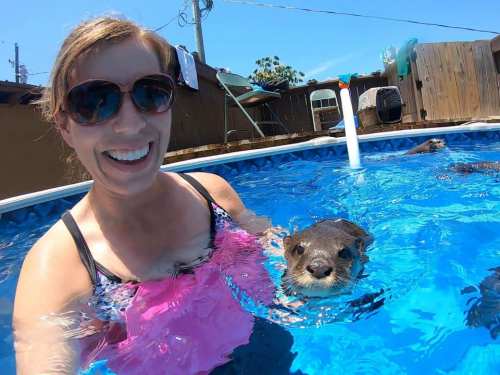 A woman smiles in a pool, swimming with an otter, enjoying a sunny day.