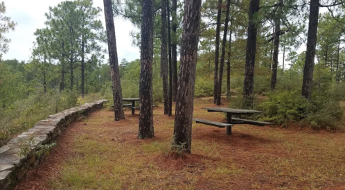 A serene forest scene with picnic tables surrounded by tall pine trees and a stone wall.