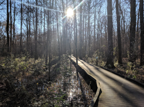 A sunlit boardwalk winding through a serene forest with tall trees and lush greenery.