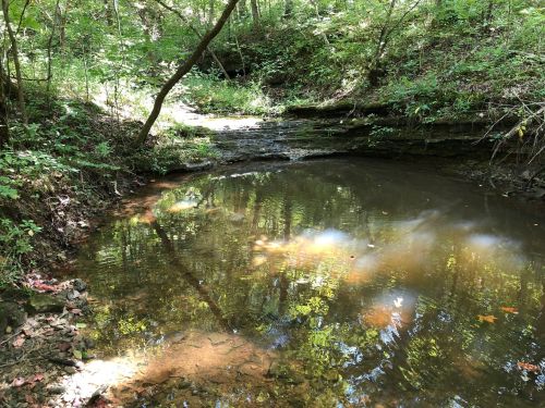 A serene forest scene featuring a calm stream surrounded by lush greenery and rocky banks. Sunlight reflects on the water.