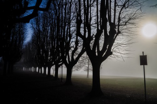Silhouetted trees line a foggy path, with a bright sun partially obscured by mist in the background.