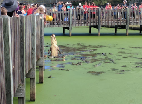 A crowd watches as an alligator is fed near a green, algae-covered pond from a wooden pier.