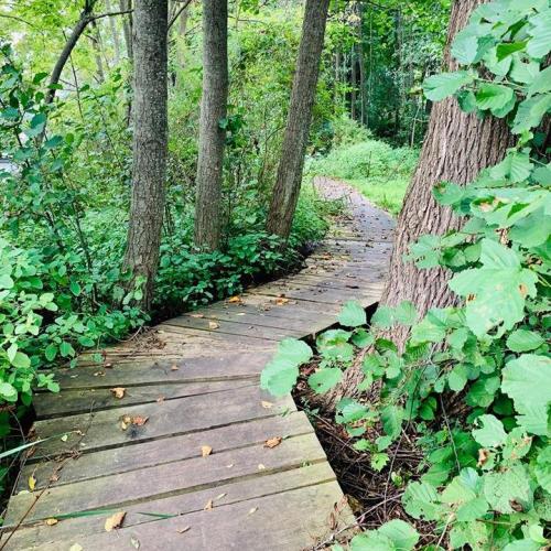 A winding wooden path through lush greenery and trees in a serene forest setting.